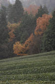 tkf001_817403