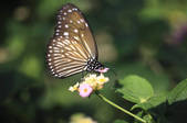 tkf001_820206