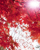 tkf001_828083