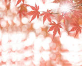 tkf001_828085