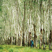 tkf001_478744