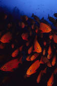 tkf001_505506