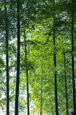 tkf001_553148