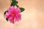 tkf001_553541