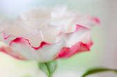 tkf001_554002