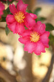 tkf001_555304