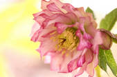 tkf001_555508