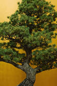 tkf001_558660