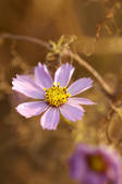 tkf001_603668