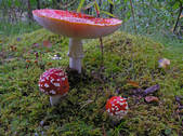 tkf001_649560