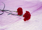 tkf003_127587