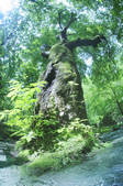 tkf003_128752