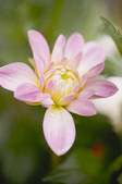 tkf001_706770