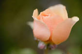 tkf001_719761