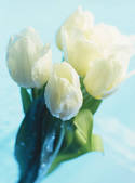 tkf001_720355