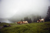 tkf001_902196