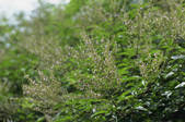 tkf003_155066