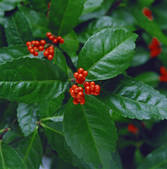 tkf003_156638