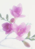 tkf003_166340