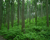 tkf003_176907