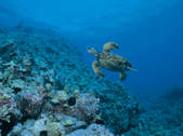 tkf003_260894