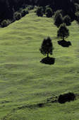 tkf003_286546