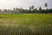 tkf003_406860