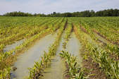 tkf003_408586