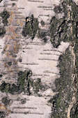 tkf003_412760