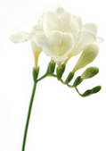 tkf003_420855