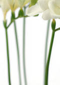 tkf003_420856