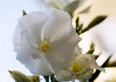 tkf003_430423