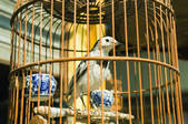 tkf003_443606