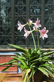 tkf003_444367