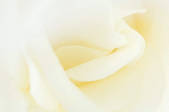 tkf003_446556