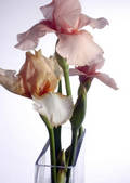 tkf003_461383