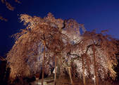 tkf003_527978