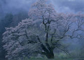 tkf003_527980