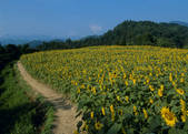 tkf003_528022