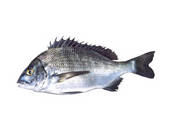 tkf003_529934