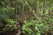 tkf003_533625