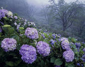 tkf003_534574