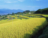 tkf003_537713