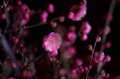 tkf003_538046