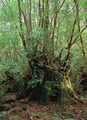tkf003_539893