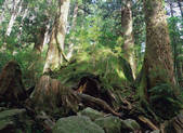 tkf003_539894