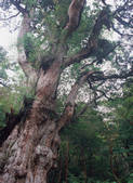 tkf003_539898