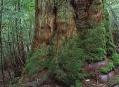 tkf003_539901
