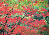 tkf003_540104