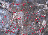 tkf003_540209